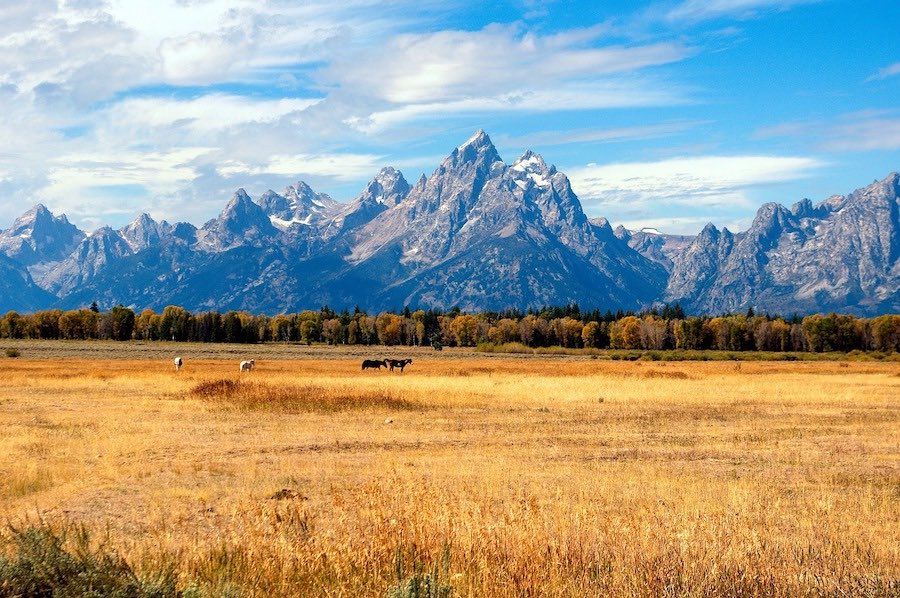 Teton Range in Grand Teton National Park in Wyoming in the fall as seen from across a field with grazing horses.