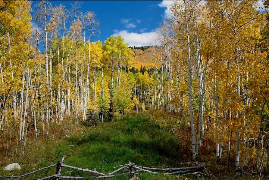 Gold and orange aspen tree forest near Crested Butte, Colorado.
