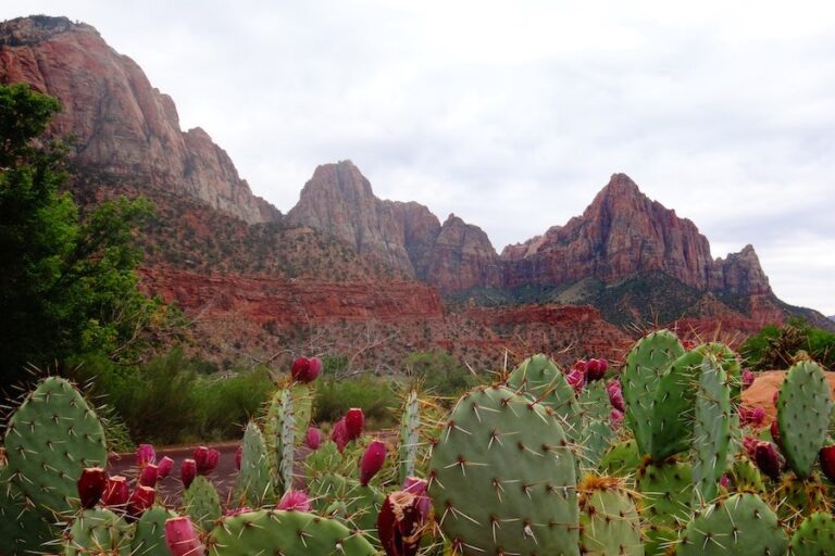 The Best Free Dispersed Campsites Near Zion National Park Campnado