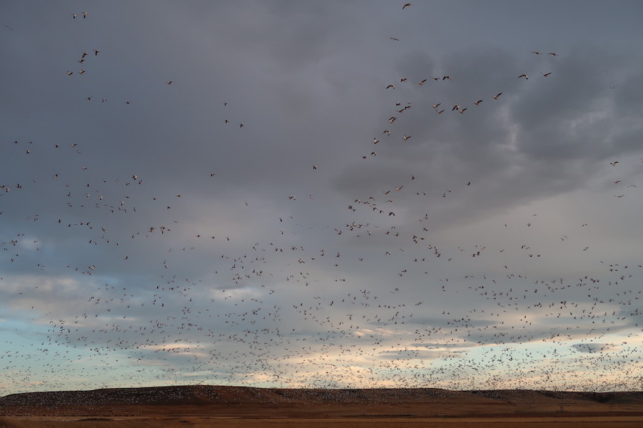 Birds flying above Freezout Lake.